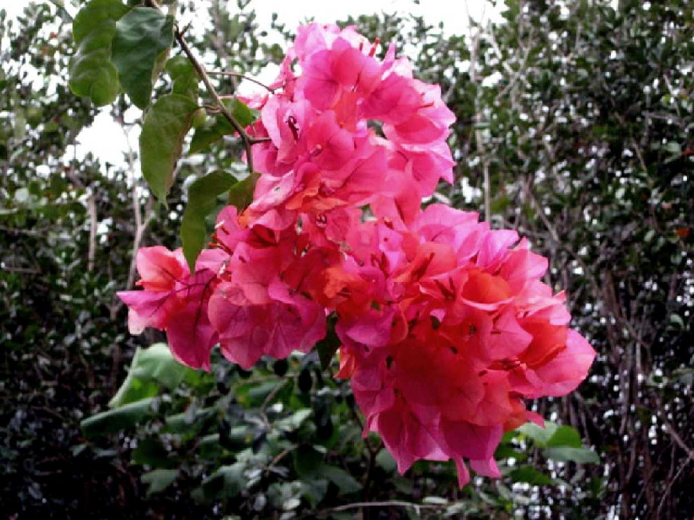 bougainvillea